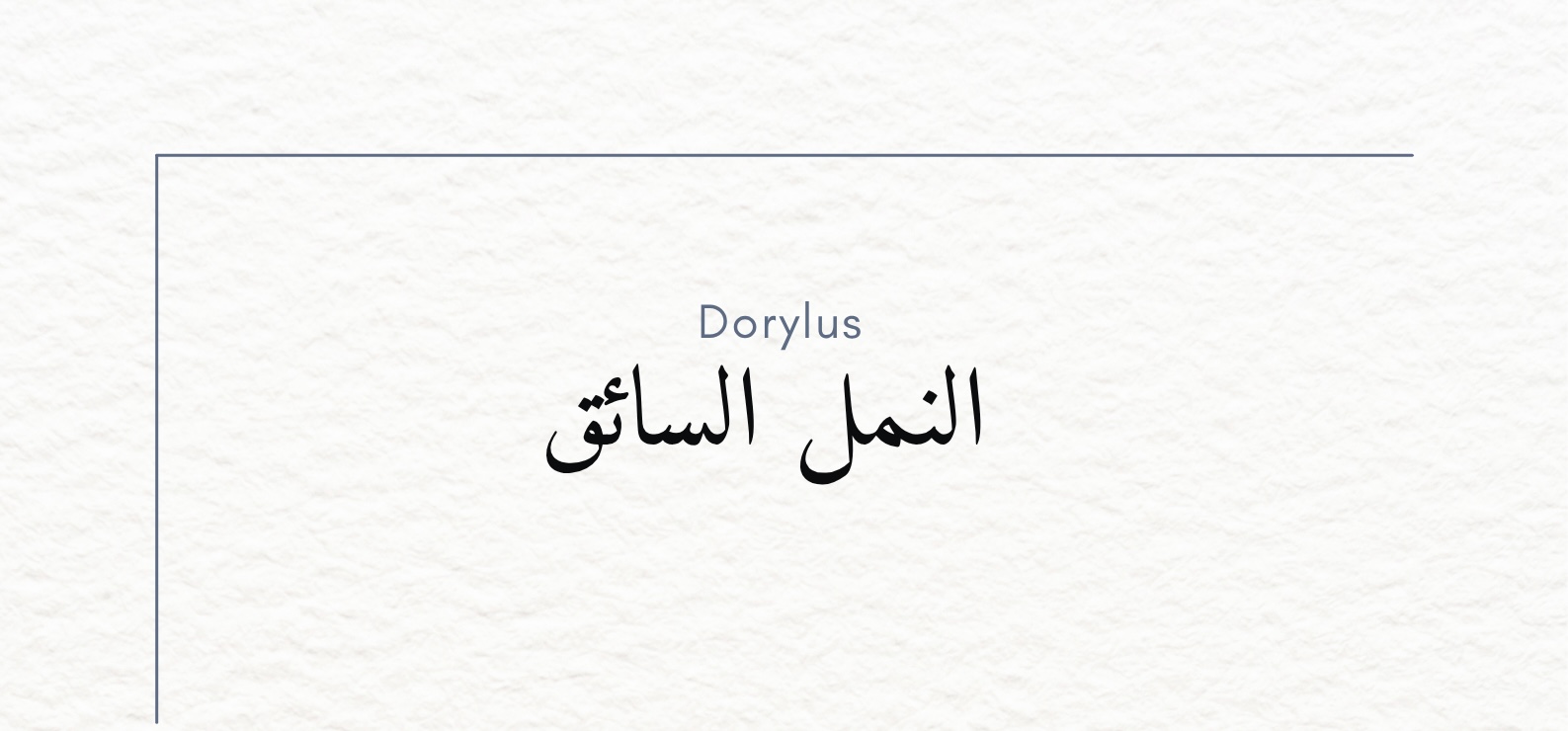   (Dorylus)
