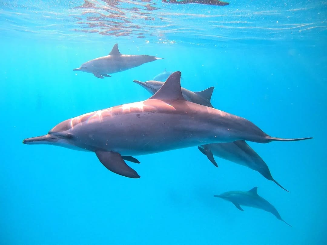 Falcon-Tours Experience