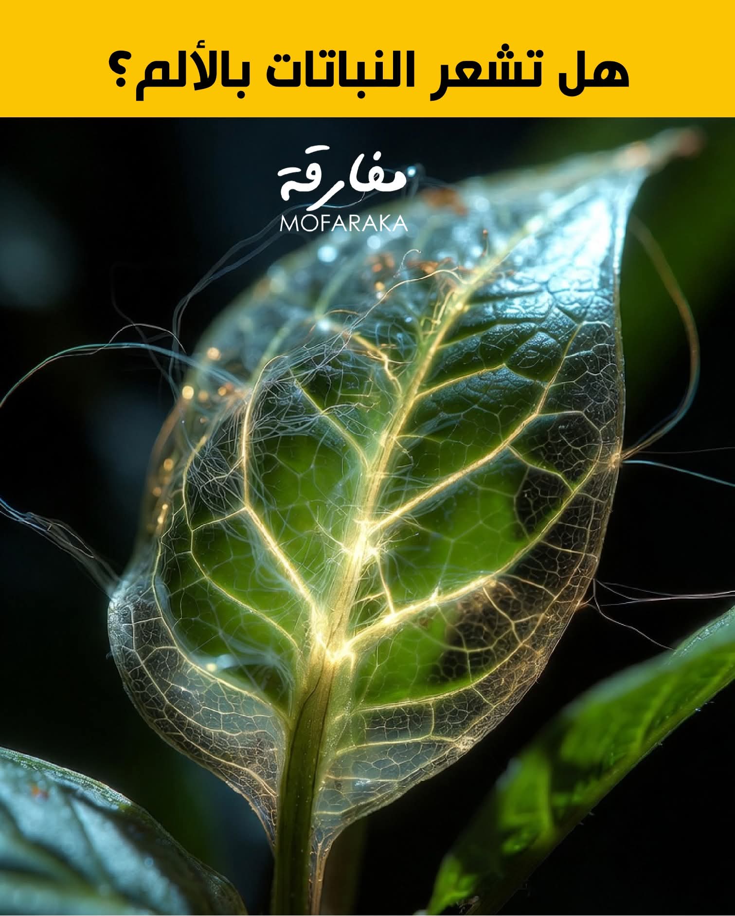 �� �������� ���� ������ 