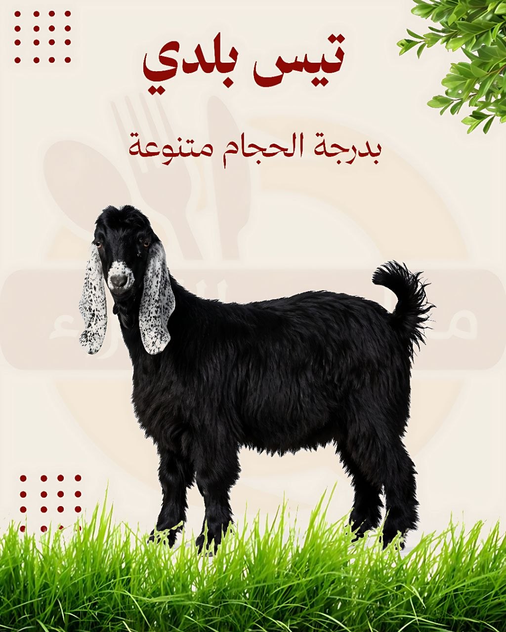 تيس بلدي