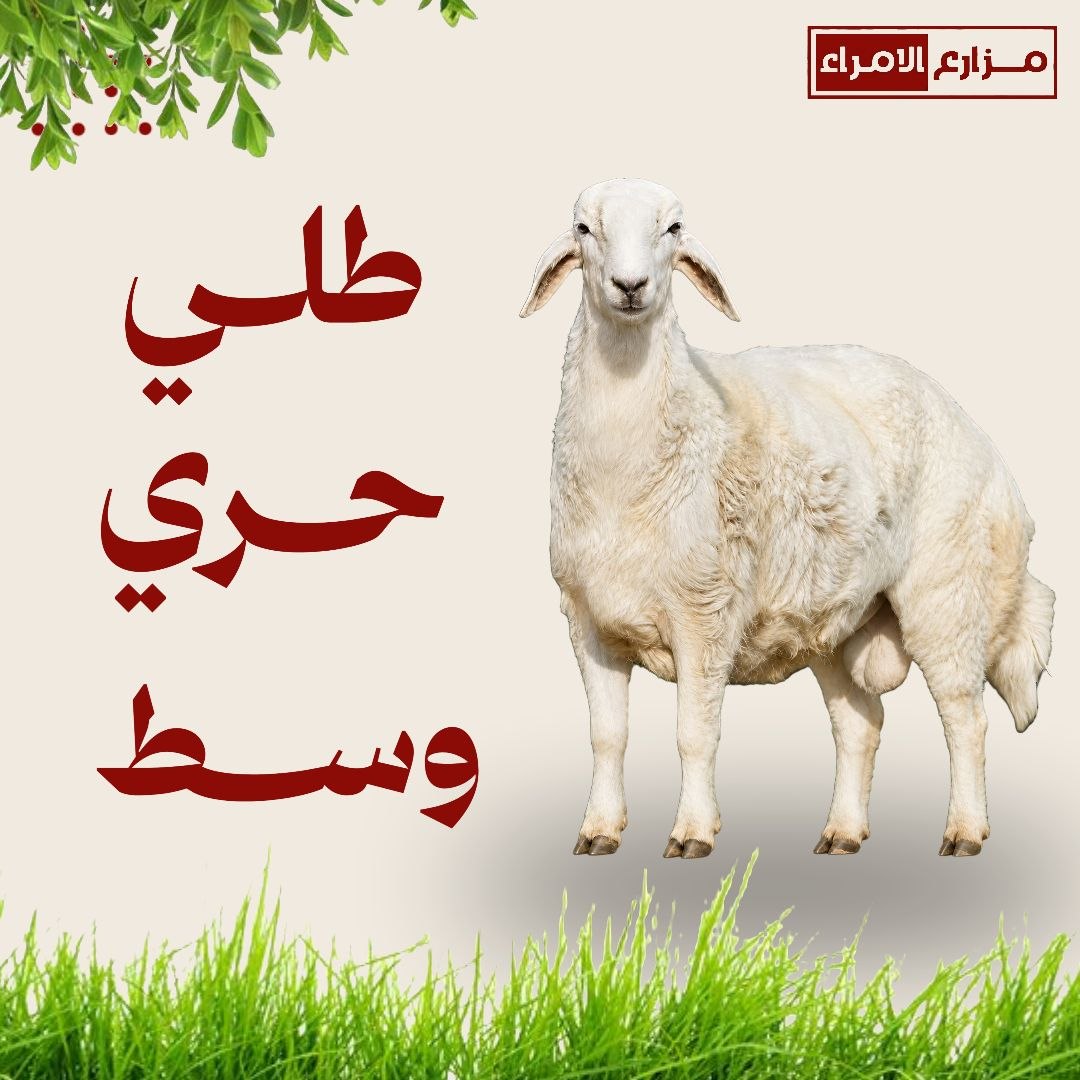 طلي حري وسط